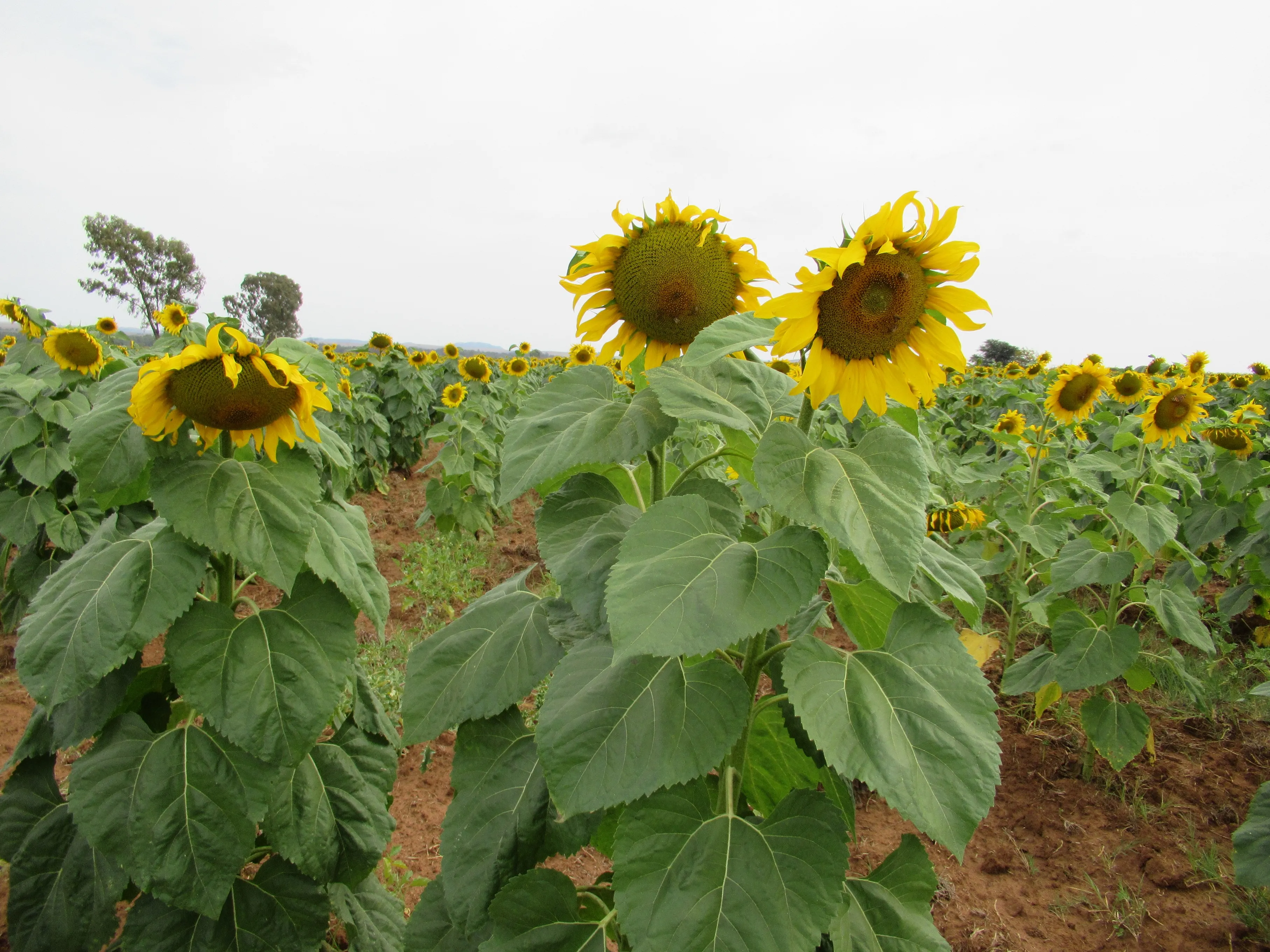 Sunflower farming 